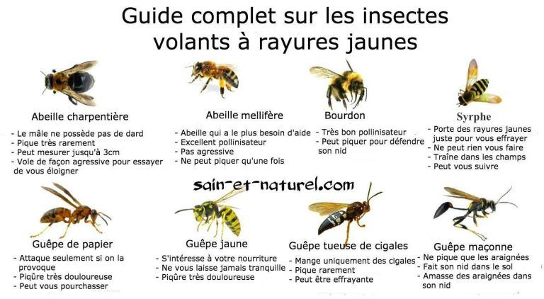 [Imagen: insectes-jaunes-et-noirs-1-1-768x422.jpg]