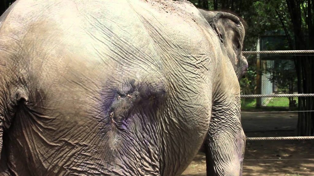 monter sur les éléphants en Thaïlande